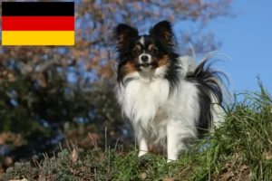 Read more about the article Kontinentaler Zwergspaniel Züchter und Welpen in Deutschland