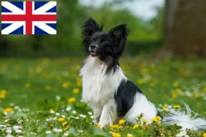 Read more about the article Kontinentaler Zwergspaniel Züchter und Welpen in Großbritannien