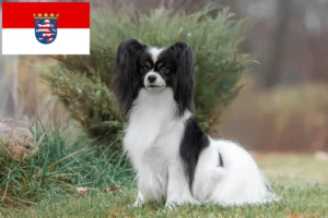 Read more about the article Kontinentaler Zwergspaniel Züchter und Welpen in Hessen