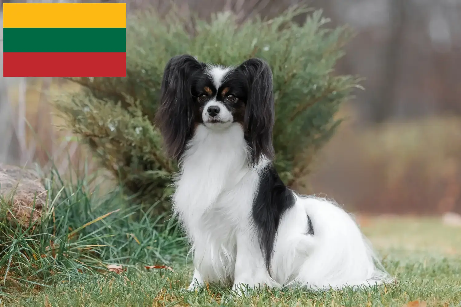 Kontinentaler Zwergspaniel Welpen und Züchter Litauen Hier findest Du Kontinentale Zwergspaniels Züchter in Litauen.