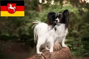 Read more about the article Kontinentaler Zwergspaniel Züchter und Welpen in Niedersachsen