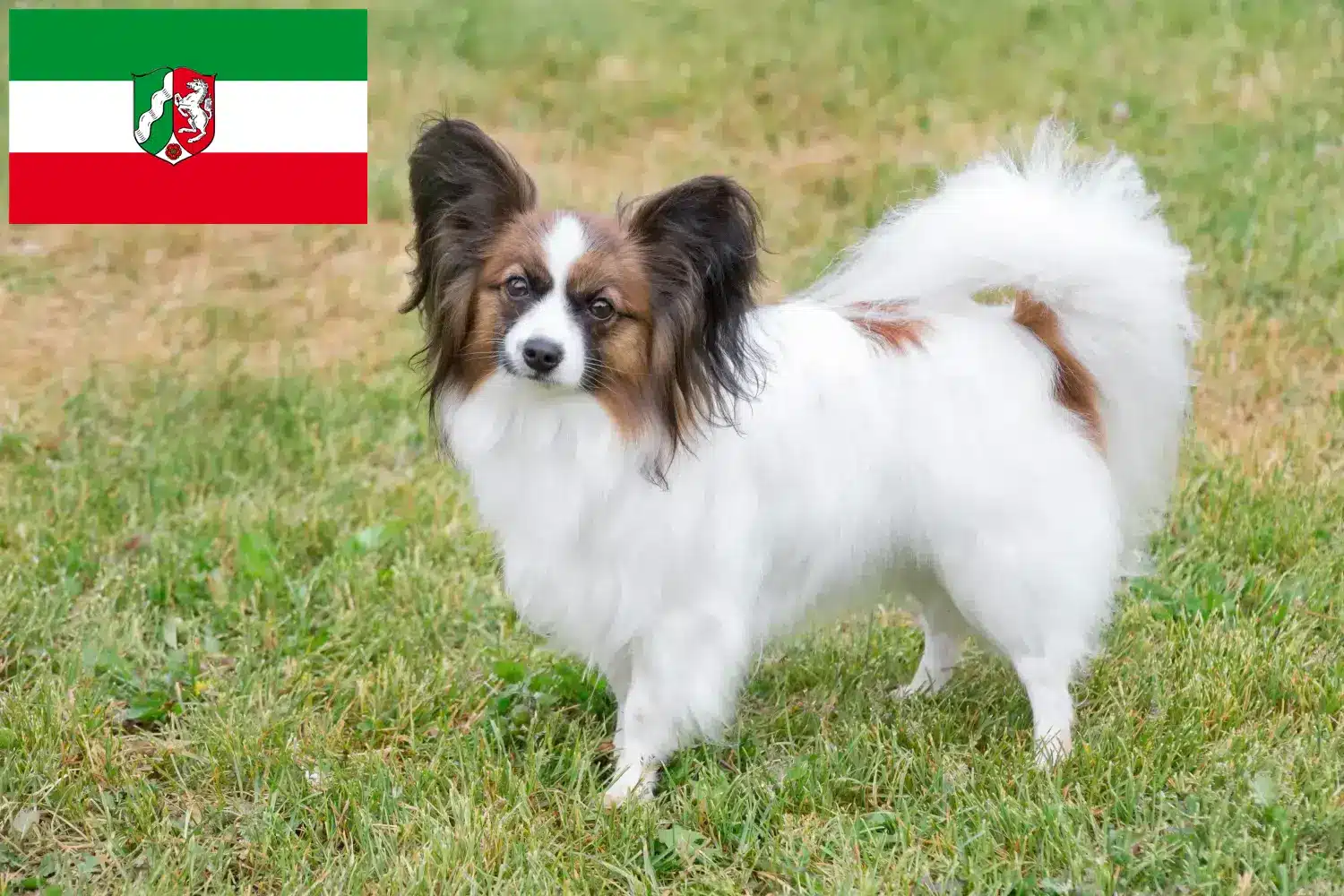 Kontinentaler Zwergspaniel Welpen und Züchter Nordrhein-Westfalen Hier findest Du Kontinentale Zwergspaniels Züchter in Nordrhein-Westfalen.