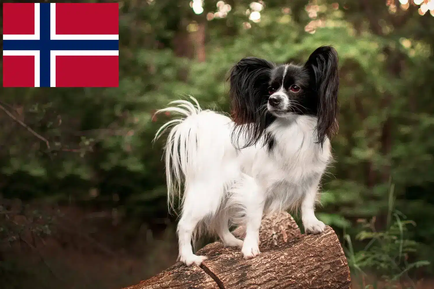 Kontinentaler Zwergspaniel Welpen und Züchter Norwegen Hier findest Du Kontinentale Zwergspaniels Züchter in Norwegen.
