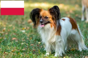 Read more about the article Kontinentaler Zwergspaniel Züchter und Welpen in Polen