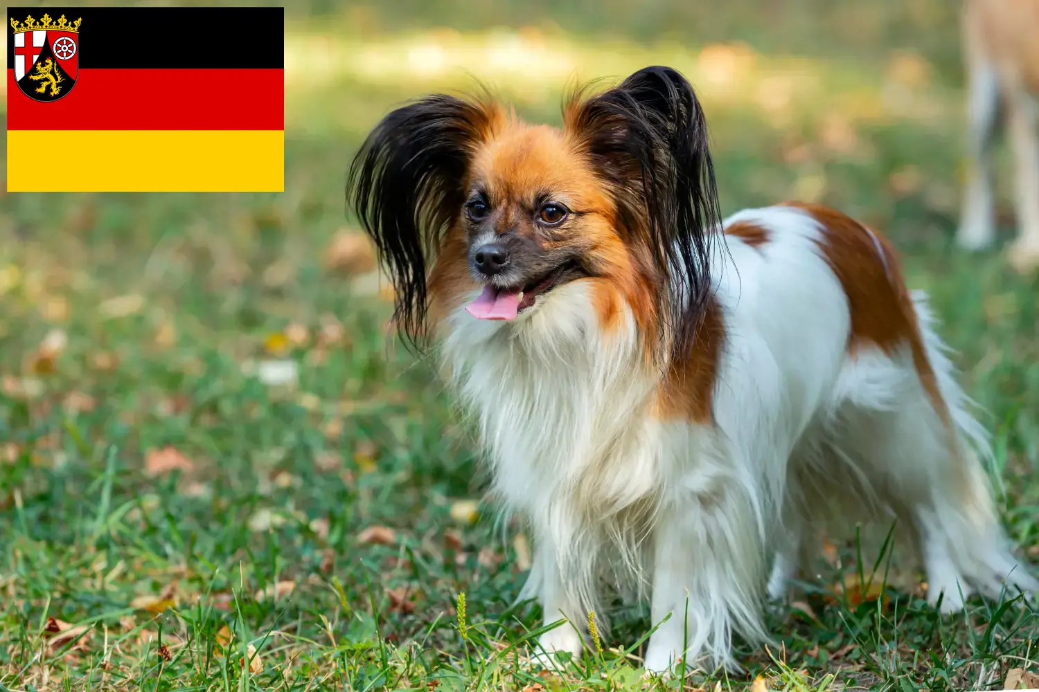 Kontinentaler Zwergspaniel Welpen und Züchter Rheinland-Pfalz Hier findest Du Kontinentale Zwergspaniels Züchter in Rheinland-Pfalz.
