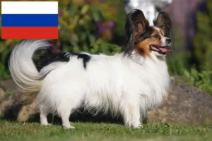 Read more about the article Kontinentaler Zwergspaniel Züchter und Welpen in Russland