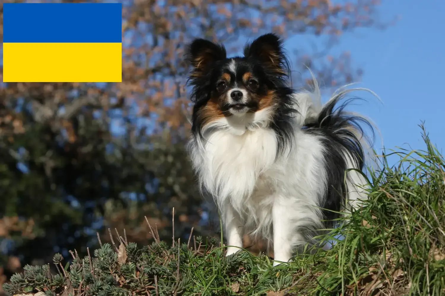 Kontinentaler Zwergspaniel Welpen und Züchter Ukraine Hier findest Du Kontinentale Zwergspaniels Züchter in der Ukraine.