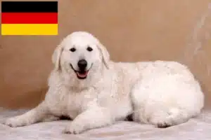Mehr über den Artikel erfahren Kuvasz Züchter und Welpen in Deutschland
