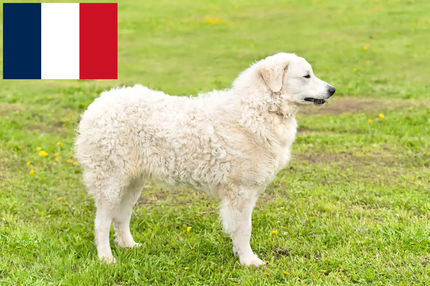 Kuvasz Welpen und Züchter Frankreich Hier findest Du Kuvasz Züchter in Frankreich.