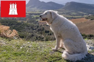 Mehr über den Artikel erfahren Kuvasz Züchter und Welpen in Hamburg
