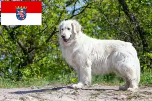 Read more about the article Kuvasz Züchter und Welpen in Hessen