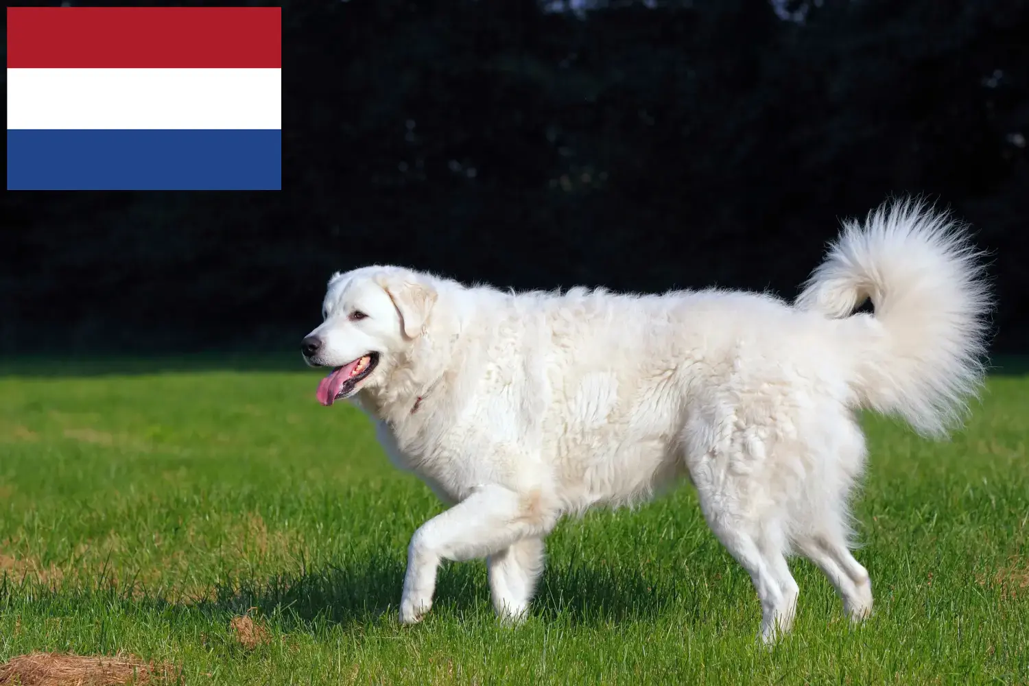 Kuvasz Welpen und Züchter Niederlande Hier findest Du Kuvasz Züchter in den Niederlanden.