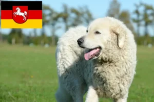 Read more about the article Kuvasz Züchter und Welpen in Niedersachsen