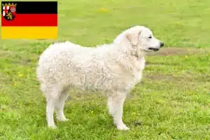 Read more about the article Kuvasz Züchter und Welpen in Rheinland-Pfalz