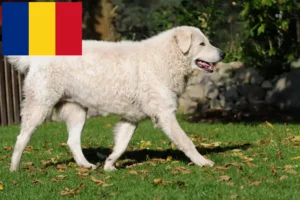 Read more about the article Kuvasz Züchter und Welpen in Rumänien