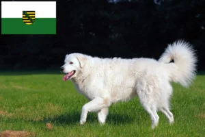 Read more about the article Kuvasz Züchter und Welpen in Sachsen