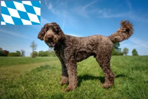 Read more about the article Labradoodle Züchter und Welpen in Bayern