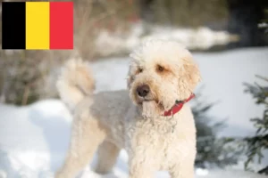 Read more about the article Labradoodle Züchter und Welpen in Belgien