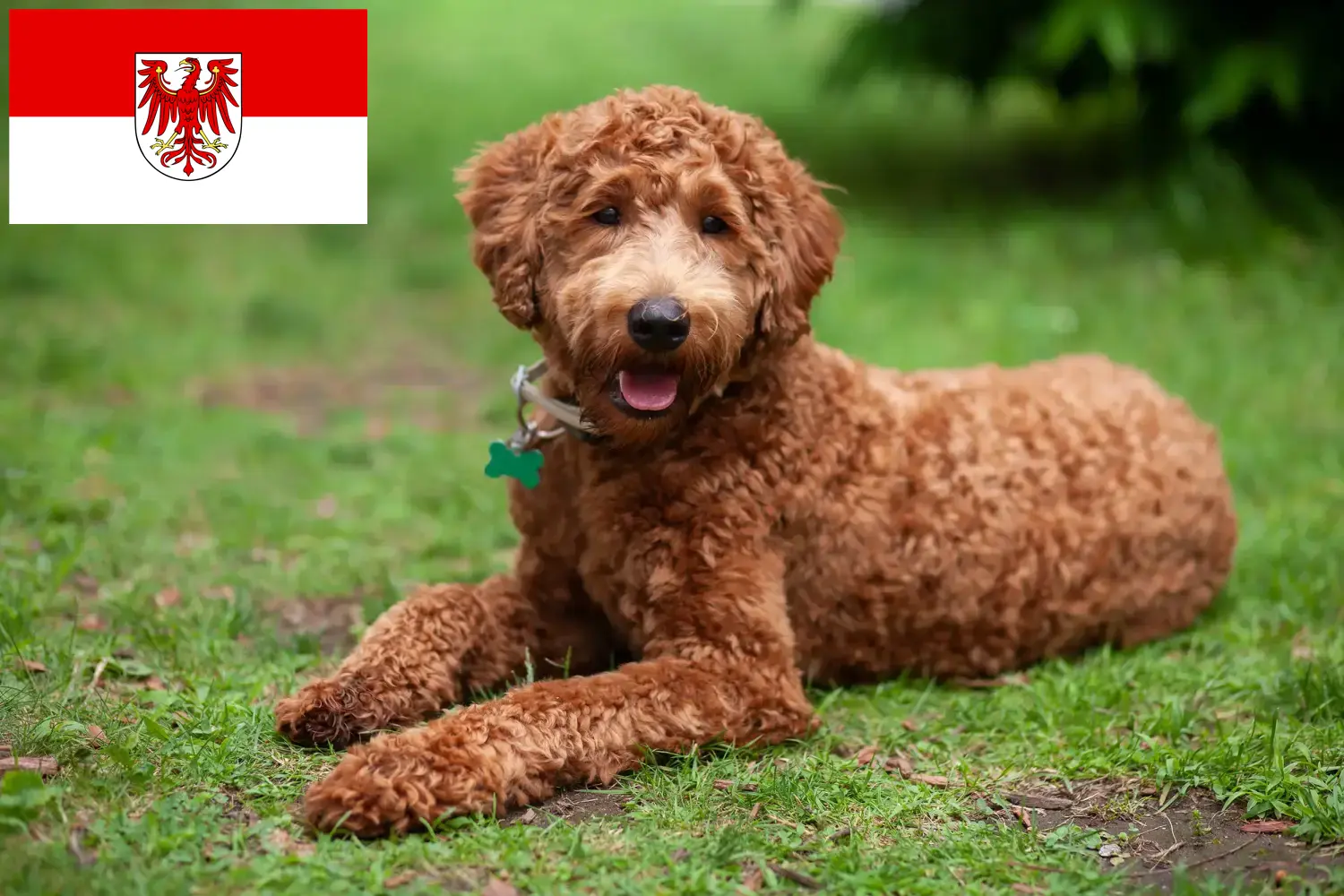 Labradoodle Welpen und Züchter Brandenburg Hier findest Du Labradoodles Züchter in Brandenburg.