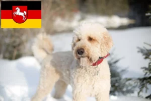 Read more about the article Labradoodle Züchter und Welpen in Niedersachsen