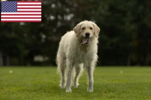 Read more about the article Labradoodle Züchter und Welpen in den USA