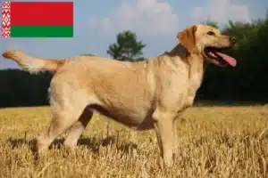 Read more about the article Labrador Züchter und Welpen in Belarus