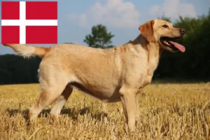 Read more about the article Labrador Züchter und Welpen in Dänemark