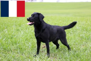 Read more about the article Labrador Züchter und Welpen in Frankreich