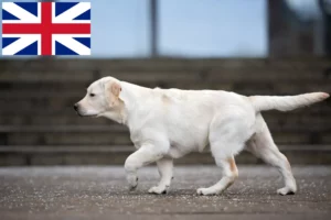 Read more about the article Labrador Züchter und Welpen in Großbritannien