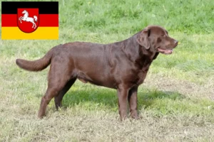 Read more about the article Labrador Züchter und Welpen in Niedersachsen