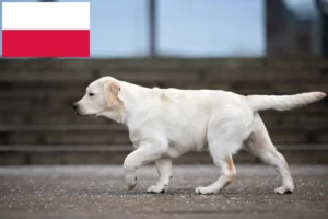 Read more about the article Labrador Züchter und Welpen in Polen