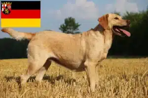 Read more about the article Labrador Züchter und Welpen in Rheinland-Pfalz