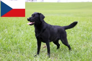 Read more about the article Labrador Züchter und Welpen in Tschechien