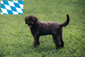 Read more about the article Lagotto Romagnolo Züchter und Welpen in Bayern