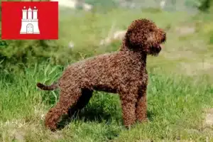 Read more about the article Lagotto Romagnolo Züchter und Welpen in Hamburg