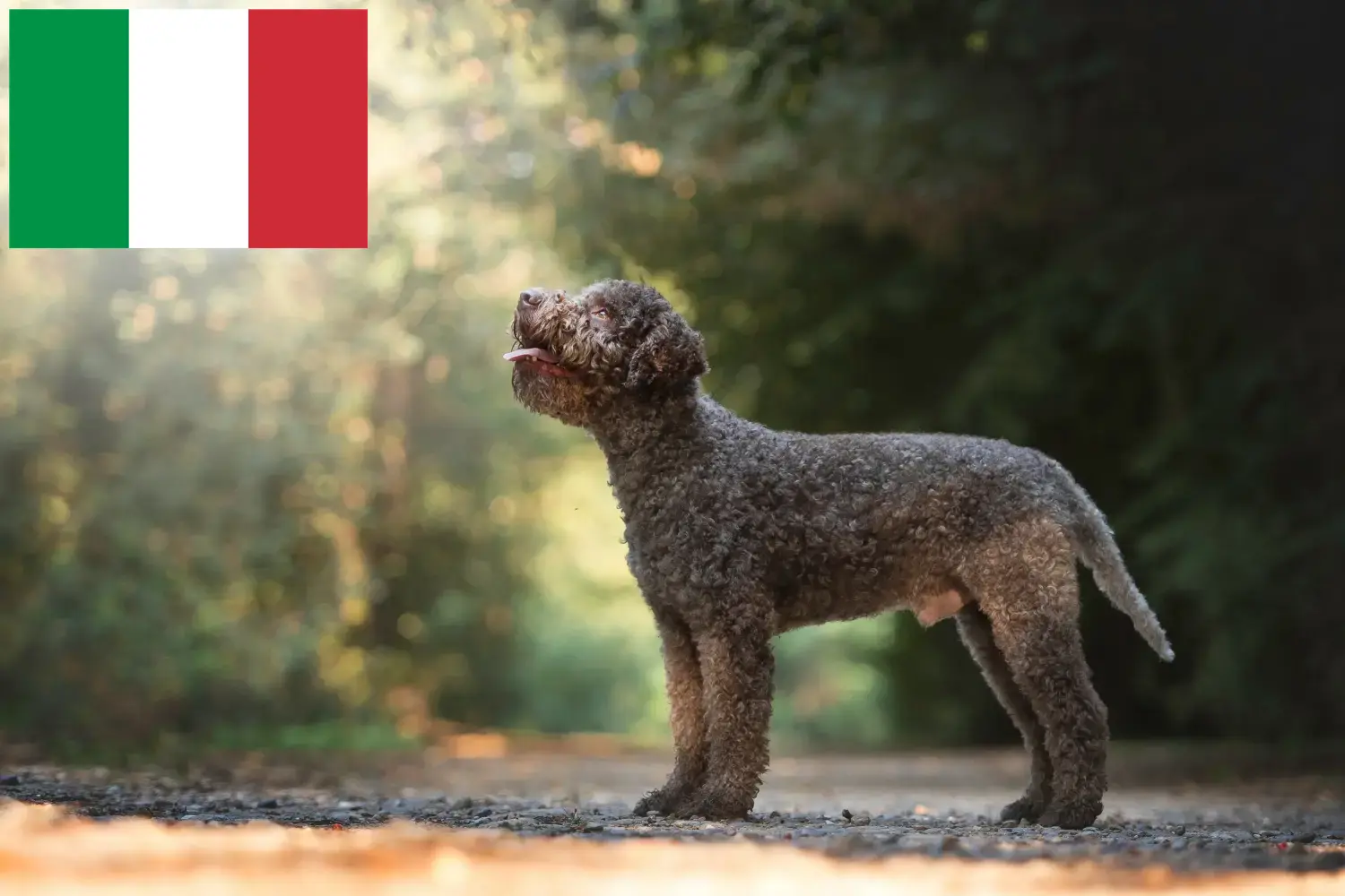 Lagotto Romagnolo Welpen und Züchter Italien Hier findest Du Lagotto Romagnolos Züchter in Italien.