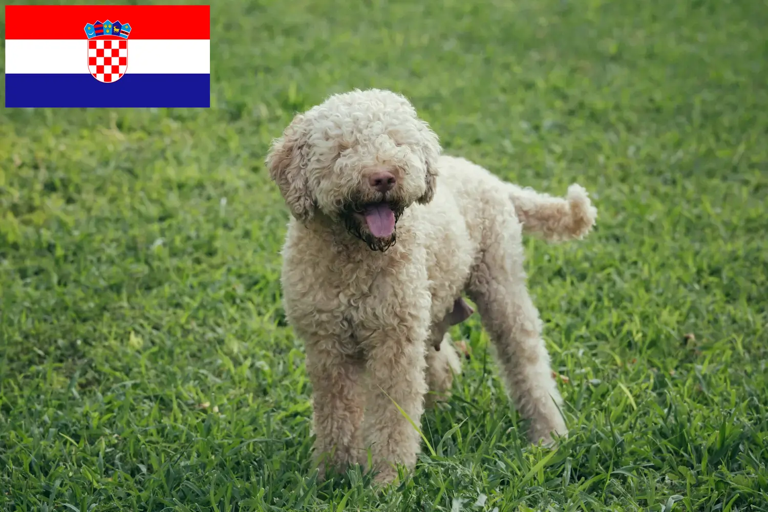 Lagotto Romagnolo Welpen und Züchter Kroatien Hier findest Du Lagotto Romagnolos Züchter in Kroatien.