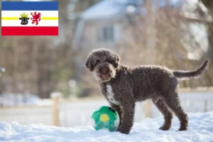 Read more about the article Lagotto Romagnolo Züchter und Welpen in Mecklenburg-Vorpommern