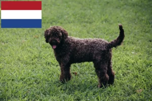 Read more about the article Lagotto Romagnolo Züchter und Welpen in den Niederlanden