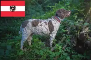 Read more about the article Lagotto Romagnolo Züchter und Welpen in Österreich