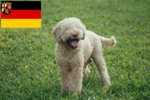 Read more about the article Lagotto Romagnolo Züchter und Welpen in Rheinland-Pfalz