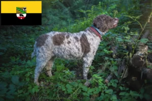 Mehr über den Artikel erfahren Lagotto Romagnolo Züchter und Welpen in Sachsen-Anhalt