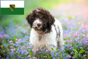 Read more about the article Lagotto Romagnolo Züchter und Welpen in Sachsen