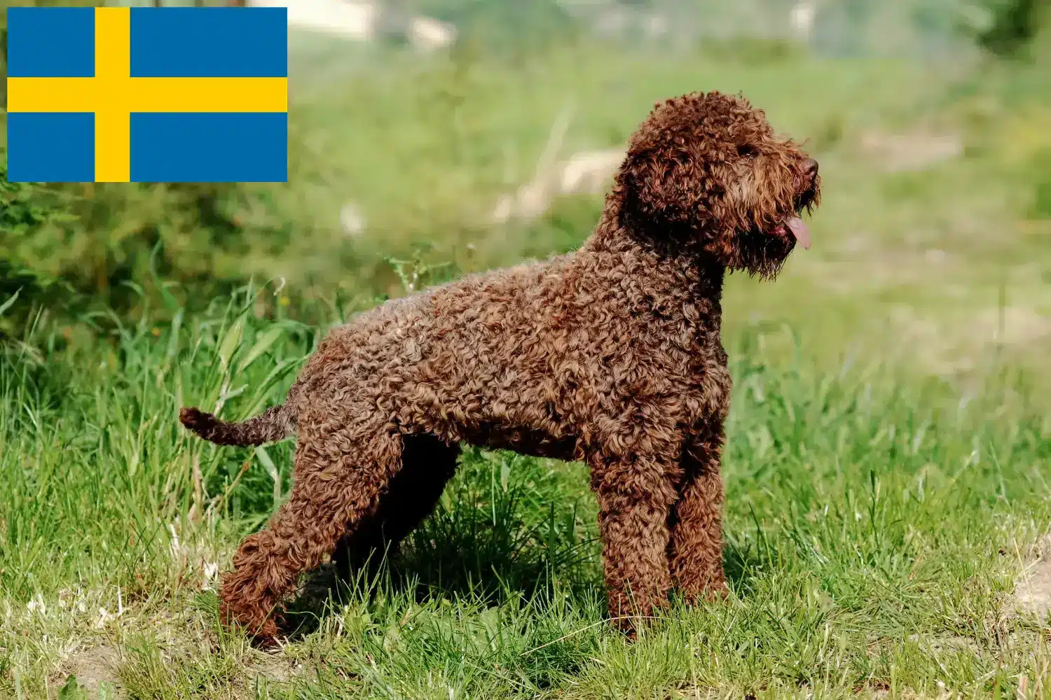 Lagotto Romagnolo Welpen und Züchter Schweden Hier findest Du Lagotto Romagnolos Züchter in Schweden.