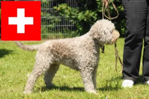 Read more about the article Lagotto Romagnolo Züchter und Welpen in der Schweiz