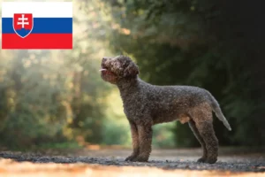 Read more about the article Lagotto Romagnolo Züchter und Welpen in der Slowakei