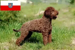 Read more about the article Lagotto Romagnolo Züchter und Welpen in Thüringen