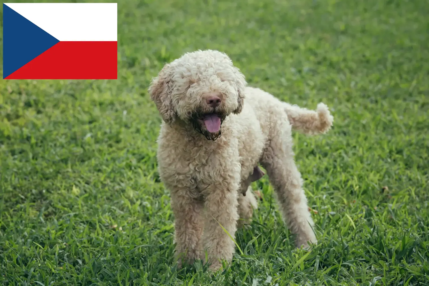 Lagotto Romagnolo Welpen und Züchter Tschechien Hier findest Du Lagotto Romagnolos Züchter in Tschechien.