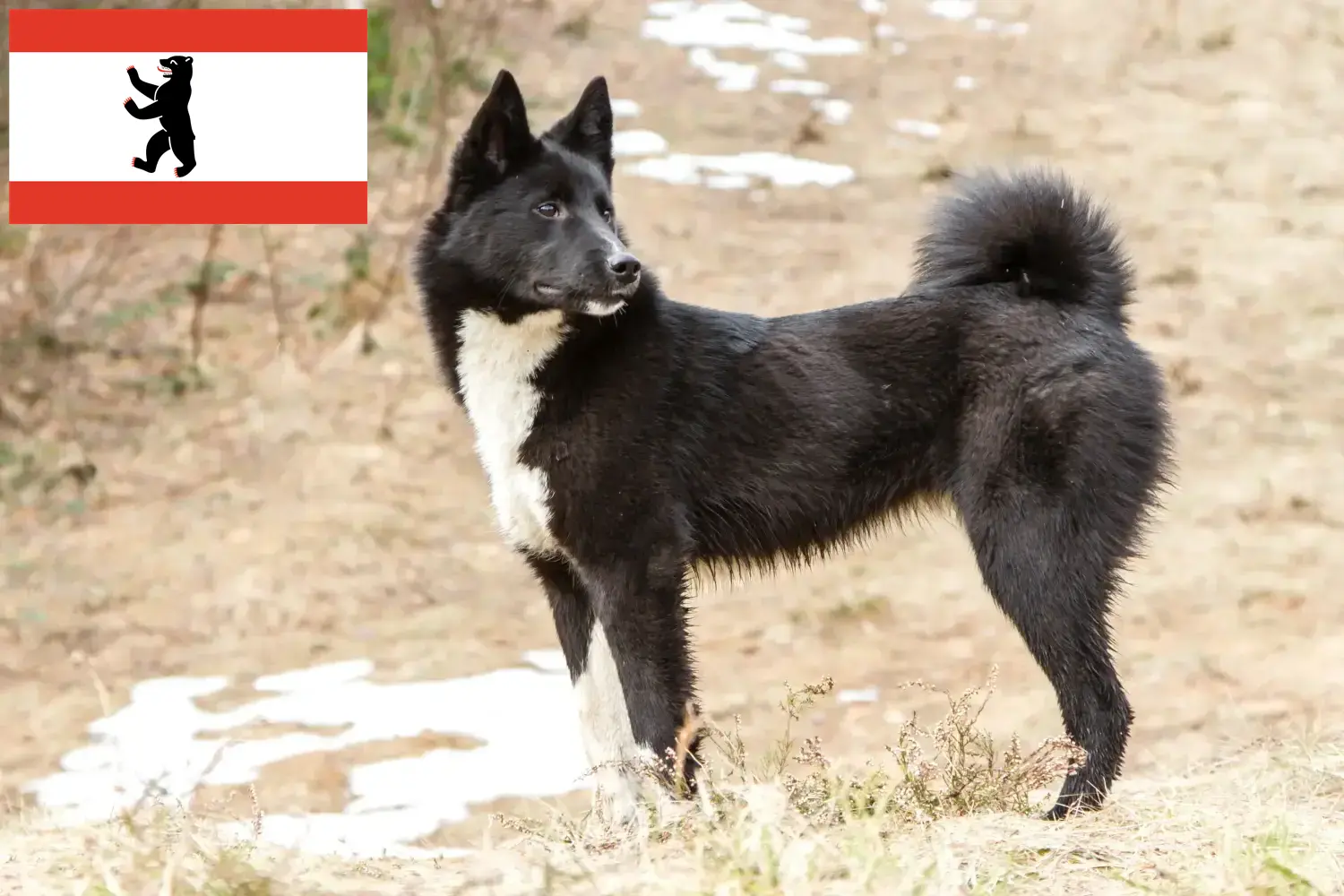 Laika Welpen und Züchter Berlin Hier findest Du Laikas Züchter in Berlin.