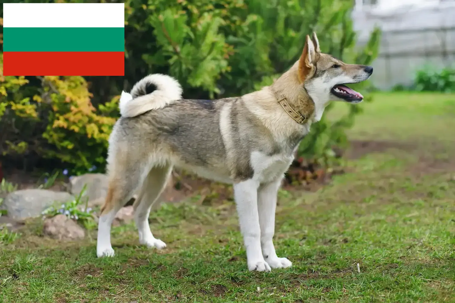 Laika Welpen und Züchter Bulgarien Hier findest Du Laikas Züchter in Bulgarien.